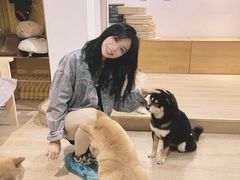 -南京Hallo宠物乐园·哈罗犬舍·柴犬繁育基地