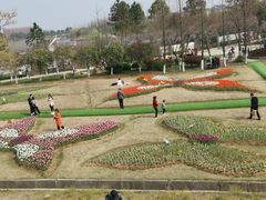-杭州湾海上花田景区