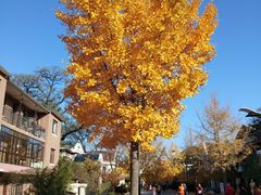 -天正河鲀·河豚亭(大连店)