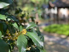 -上海兴国宾馆香樟园西餐厅