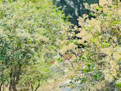 -北京西山国家森林公园