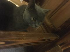 -猫色咖啡·猫咖
