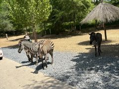 -北京野生动物园