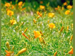 -大兴滨河森林公园