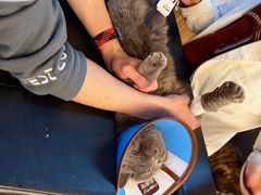 -御宝贝·A梦猫科宠物医院(国际猫友好医院)