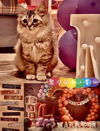 探店五大道附近不拥挤的萌猫集聚地