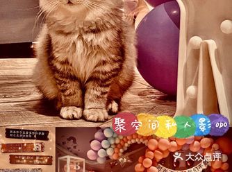探店五大道附近不拥挤的萌猫集聚地