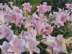 -石家庄市植物园