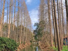 -东平国家森林公园