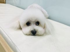 -宠福鑫康馨动物医院·骨科·眼科