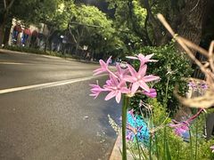 -红花点心局(护国寺店)