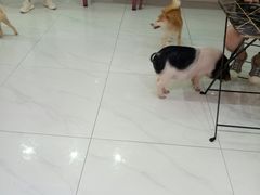 -柴源莊·柴小宠柴犬咖啡