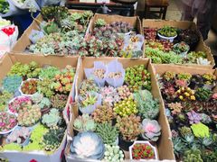 -循礼门鲜花花市(武汉循礼门店)