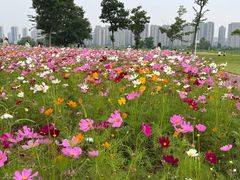 -洋湖国家湿地公园