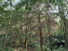 -番禺大夫山森林公园