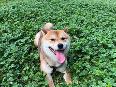 -金海椒罐罐鲢鱼(东方桂苑店)