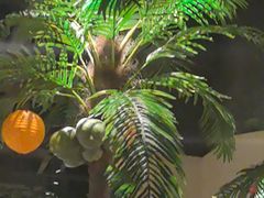 -大头椰·椰子鸡火锅(南宁万象城店)