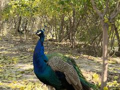 -北京麋鹿生态实验中心