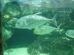 -悉尼海洋生物水族馆
