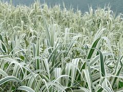 -楠溪江风景名胜区