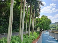 -银湖山郊野公园-相思林