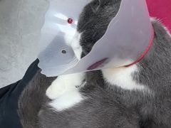 -中农国际动物医院24小时·猫科·骨科·急重症中心