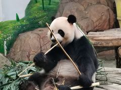 -广州长隆野生动物世界