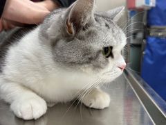 -中农大我爱我爱动物医院·核磁CT·猫病·24小时夜诊中心(石佛营店)