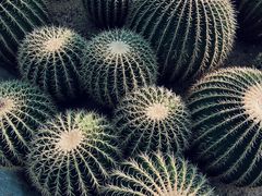-深圳仙湖植物园