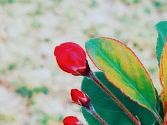 -天津东丽湖风景区