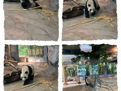 -海南热带野生动植物园