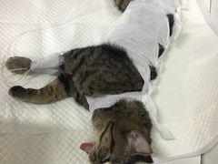 -北京观赏动物医院·24小时大型综合·猫专科·异宠专科