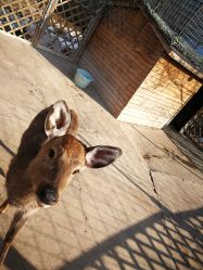 -萌宠亲子动物乐园(槐房万达店)