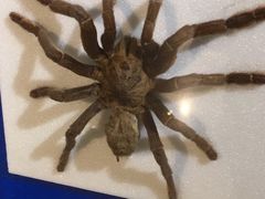 -上海昆虫博物馆