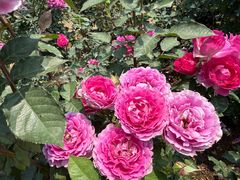 -人民公园(罗湖区)