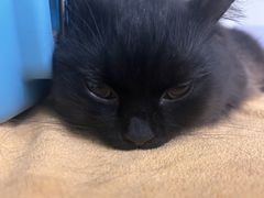 -凯特喵百思猫专科医院