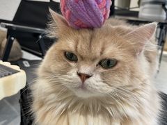 -琪喵猫屋·撸猫猫咖·猫舍