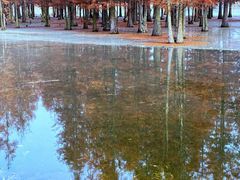 -白鹭湾湿地公园