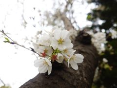 -嘉定紫藤园