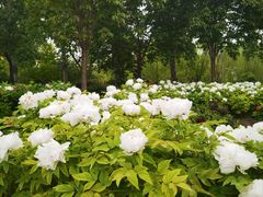 -莲花池公园