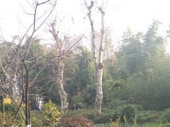 景点-望江楼公园