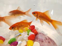 -古茗(随州齐星花园店)