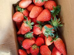 -恒绿农产品草莓采摘园