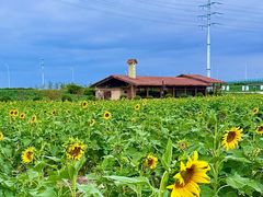 -杭州湾海上花田景区