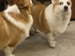 -爱侣宠医·鹦鹉专科·小型哺乳类·异宠专科(灵石路店)