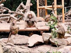 -广州长隆野生动物世界