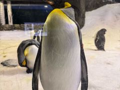 -悉尼海洋生物水族馆