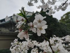 -武汉大学-樱园