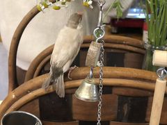 -吉丁鸟咖·异宠·寄养