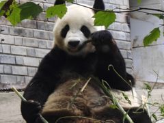-都江堰中华大熊猫苑